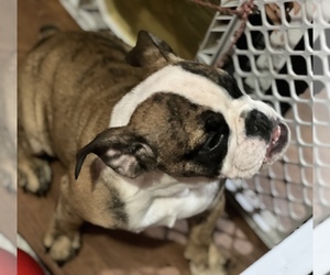 Bulldog Puppy for sale in DEL VALLE, TX, USA