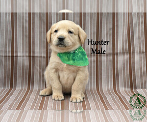 Medium Golden Labrador