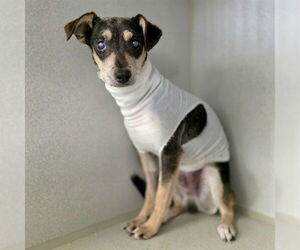 Miniature Pinscher-Unknown Mix Dogs for adoption in Long Beach, CA, USA