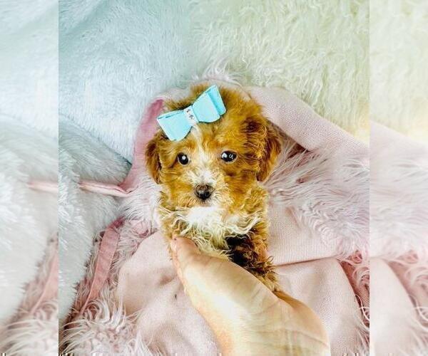 Medium Photo #27 Poodle (Toy) Puppy For Sale in TAMPA, FL, USA