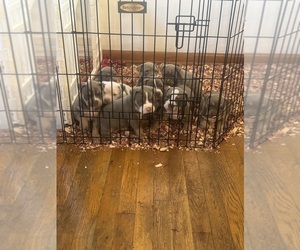 American Bully Puppy for Sale in GLASSPORT, Pennsylvania USA