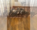 Small American Bully