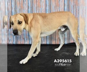 Labrador Retriever-Unknown Mix Dogs for adoption in Conroe, TX, USA