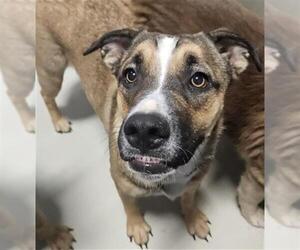 German Shepherd Dog-Unknown Mix Dogs for adoption in Bakersfield, CA, USA