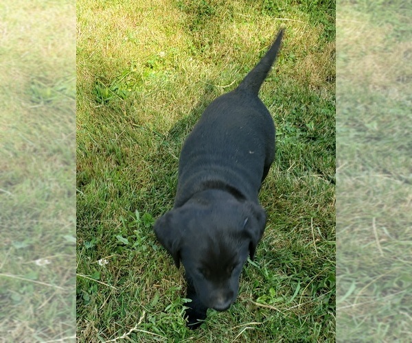 Medium Photo #3 Labrador Retriever Puppy For Sale in OLYMPIA, WA, USA