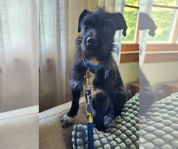 Medium Photo #5 Miniature Schnauzer-Unknown Mix Puppy For Sale in Oak Bluffs, MA, USA