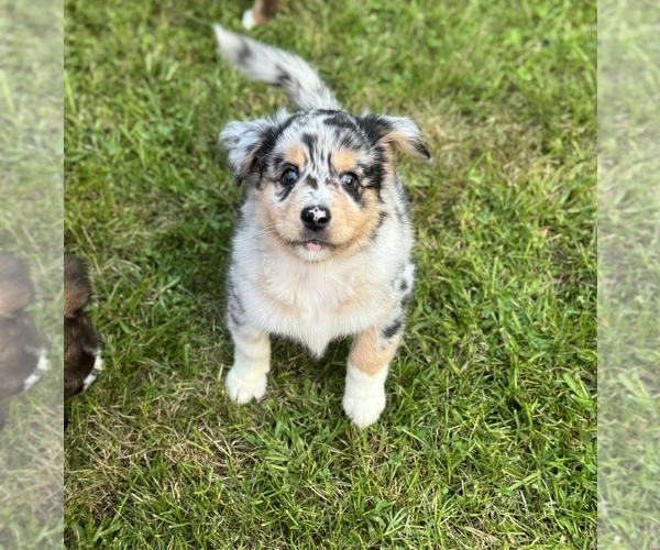 Medium Photo #3 Australian Shepherd-Miniature Australian Shepherd Mix Puppy For Sale in PETERSBURG, IL, USA