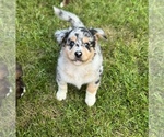 Small #2 Australian Shepherd-Miniature Australian Shepherd Mix