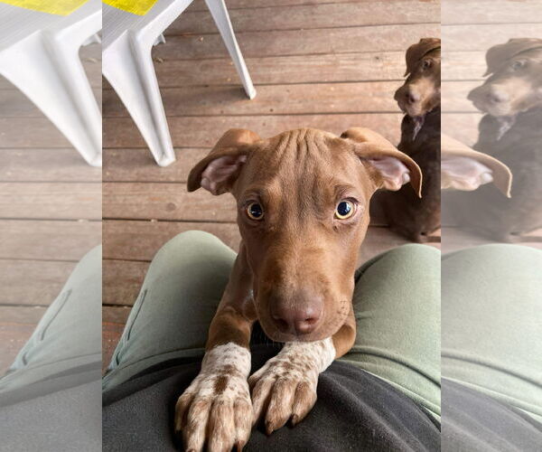 Medium Photo #2 Labrador Retriever-Unknown Mix Puppy For Sale in Holly Springs, NC, USA