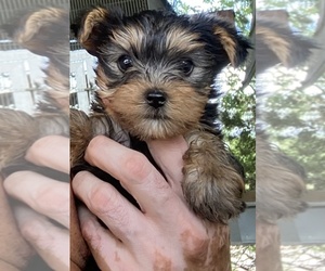 Yorkshire Terrier Puppy for sale in CENTER POINT, TX, USA