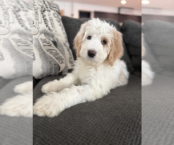 Medium Photo #11 Bernedoodle Puppy For Sale in MENIFEE, CA, USA
