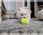 Small Photo #35 Pomeranian Puppy For Sale in CITRUS HEIGHTS, CA, USA