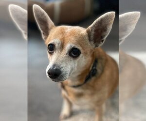 Chihuahua Dogs for adoption in bloomington, IL, USA