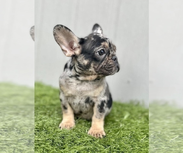 Medium Photo #16 French Bulldog Puppy For Sale in PACIFIC PALISADES, CA, USA