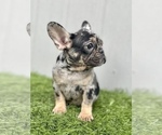 Small Photo #16 French Bulldog Puppy For Sale in PACIFIC PALISADES, CA, USA