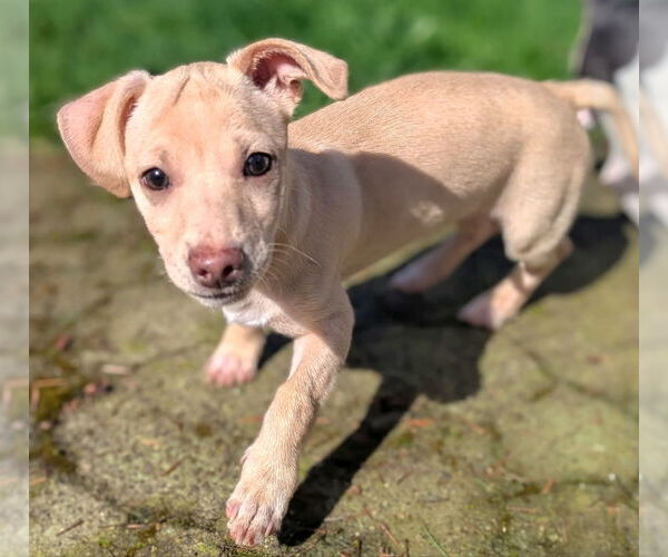 Medium Photo #2 Chiweenie Puppy For Sale in Olalla, WA, USA