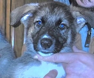 German Shepherd Dog Puppy for sale in CANTON, OH, USA