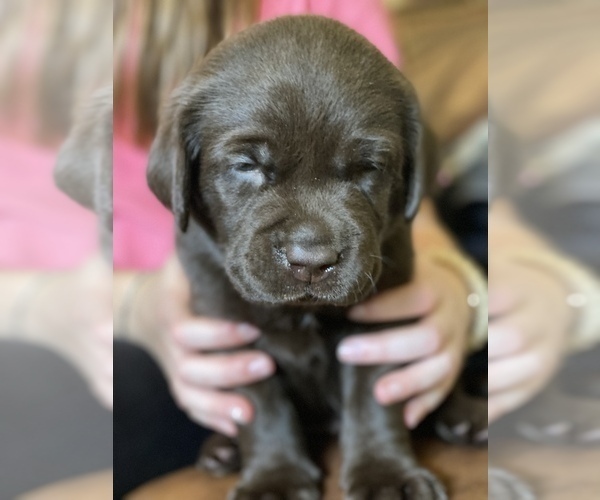 Medium Photo #4 Labrador Retriever Puppy For Sale in LEESBURG, GA, USA