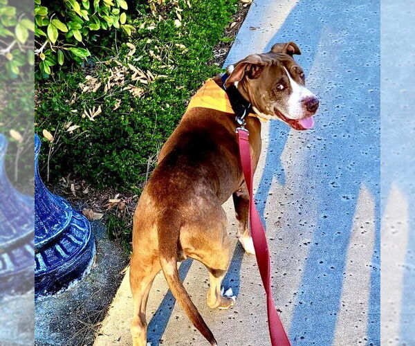 Medium Photo #1 American Staffordshire Terrier Puppy For Sale in San Juan Capistrano, CA, USA