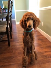 Poodle (Standard) Puppy for sale in MOULTRIE, GA, USA