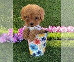 Small #9 Poodle (Toy)