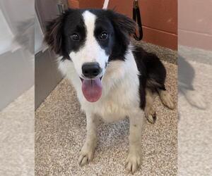 Border Collie Dogs for adoption in Pueblo, CO, USA