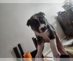 Small Mutt