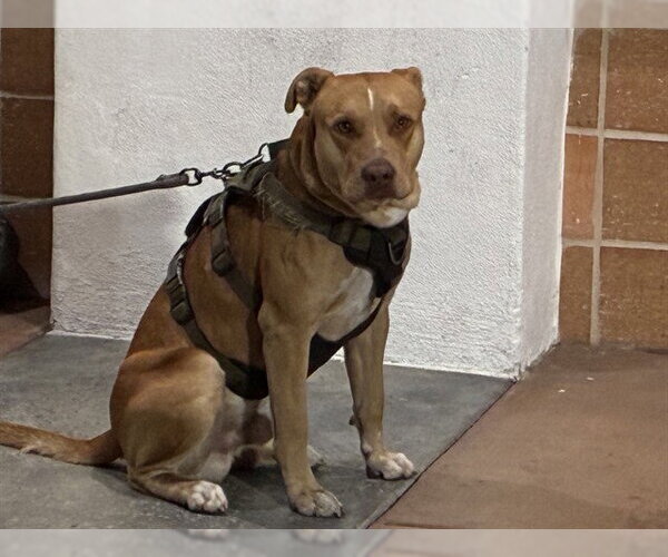 Medium Photo #1 Mutt Puppy For Sale in Rancho Cucamonga, CA, USA