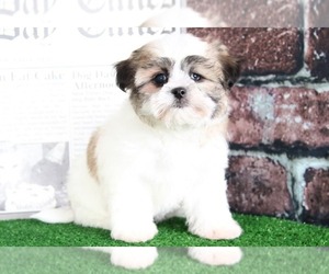 Zuchon Puppy for sale in BEL AIR, MD, USA