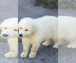 Small Photo #2 Great Pyrenees-Pyredoodle Mix Puppy For Sale in SPARKS, GA, USA