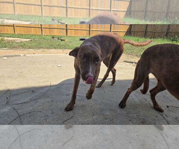 Medium Photo #2 Mutt Puppy For Sale in Jackson, MS, USA