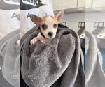 Small #1 Chi-Corgi