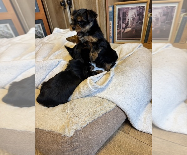 Medium Photo #10 Yorkshire Terrier Puppy For Sale in PALMDALE, CA, USA
