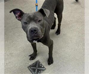 American Pit Bull Terrier Dogs for adoption in Saginaw, MI, USA