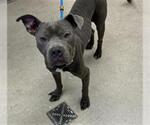 Small American Pit Bull Terrier