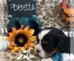 Small #3 Cavalier King Charles Spaniel