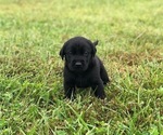 Small Photo #2 Labrador Retriever Puppy For Sale in CHILLICOTHE, MO, USA