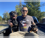 Small Photo #20 Rottweiler Puppy For Sale in NAPA, CA, USA