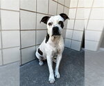 CHICA - Female American Pit Bull Terrier Dog for Adoption - Small photo