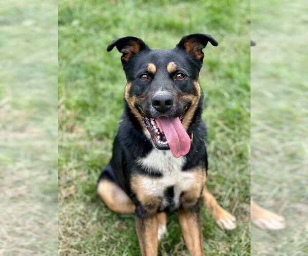 Medium Photo #64 Rottweiler-Unknown Mix Puppy For Sale in Brewster, NY, USA