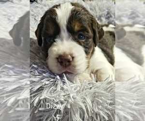 English Springer Spaniel Puppy for sale in WAYNESBURG, OH, USA