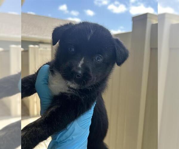 Medium Photo #1 Siberian Husky-Unknown Mix Puppy For Sale in San Antonio, TX, USA