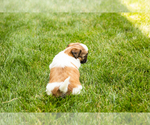 Small #4 Shih Tzu