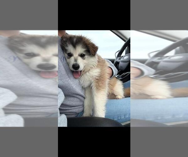 Medium Photo #2 Siberian Husky-Unknown Mix Puppy For Sale in Calgary, Alberta, Canada