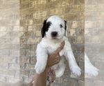 Small Photo #12 Australian Labradoodle Puppy For Sale in OCEANSIDE, CA, USA
