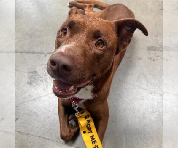 Medium Photo #2 Mutt Puppy For Sale in Camarillo, CA, USA