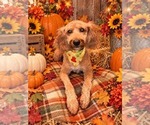 Small Photo #1 Goldendoodle mix (+ Poodle Miniature) Puppy For Sale in SETH, WV, USA