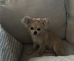 Small #2 Chihuahua