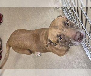 Basset Hound-Unknown Mix Dogs for adoption in Decatur, IL, USA