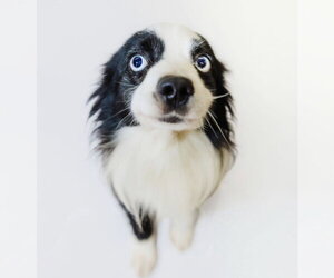 Australian Shepherd Dogs for adoption in York, SC, USA
